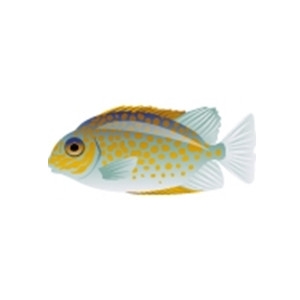 Yellowblotch Rabbitfish